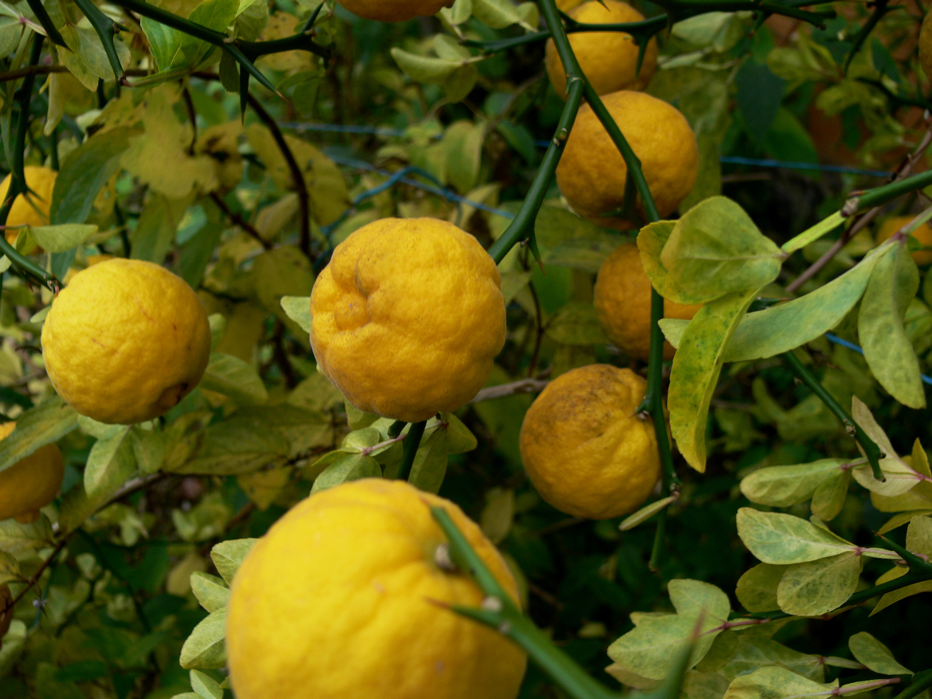 Citrus trifoliata, syn. Poncirus trifoliata - dværgcitron